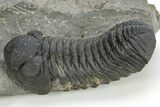 Detailed Morocops Trilobite - Ofaten, Morocco #310272-2